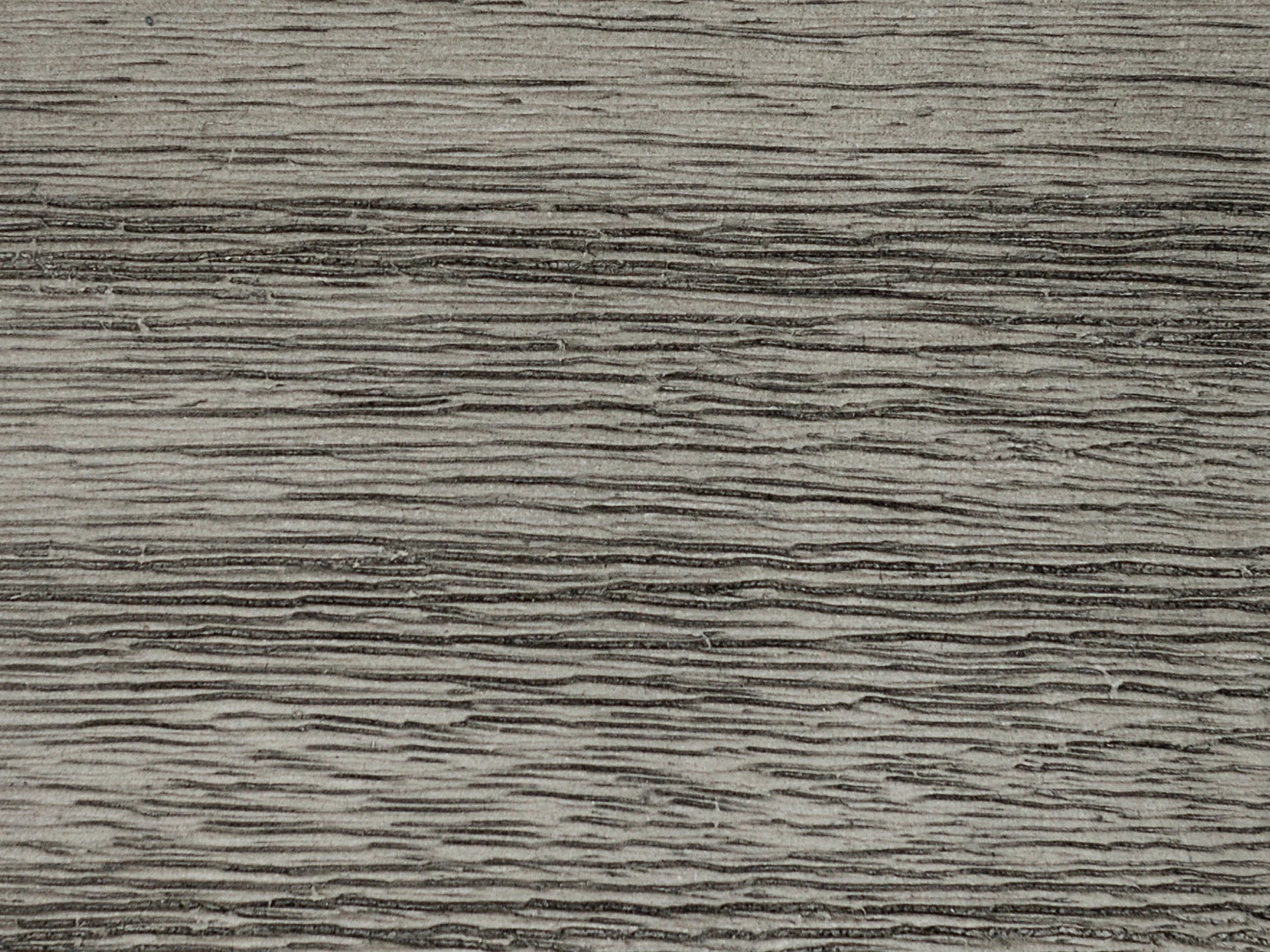 grey acacia close up